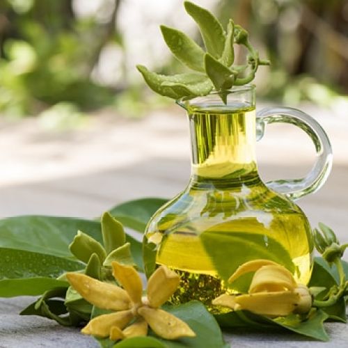 Công dụng tuyệt vời đến từ tinh dầu ngọc lan tây